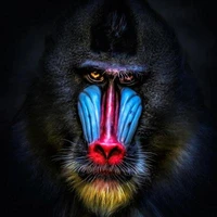 xentius's profile picture