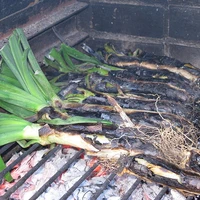 Calçots's profile picture