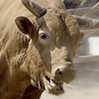 LostCow's profile picture