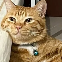 Sultan Alrashed's profile picture